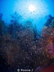 Reef by Ponnie J 